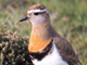 rufus chested dotterel